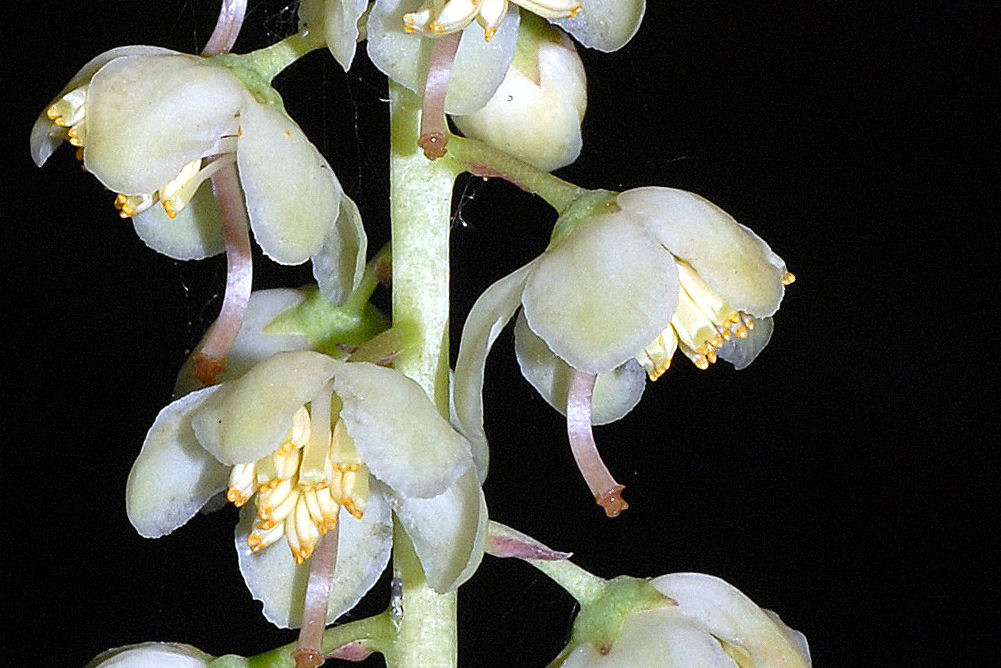  White Leafless Wintergreen