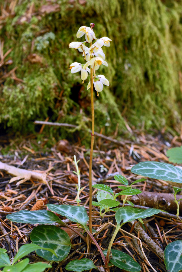  White-veined Wintergreen