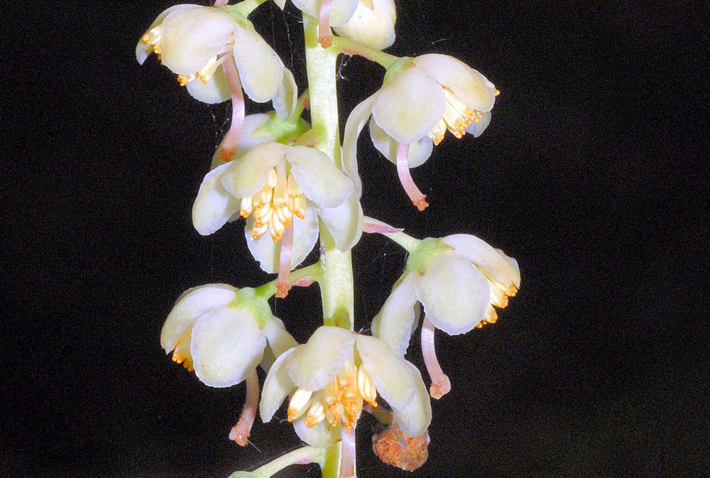  White-veined Wintergreen