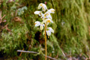 Wintergreen, White-veined