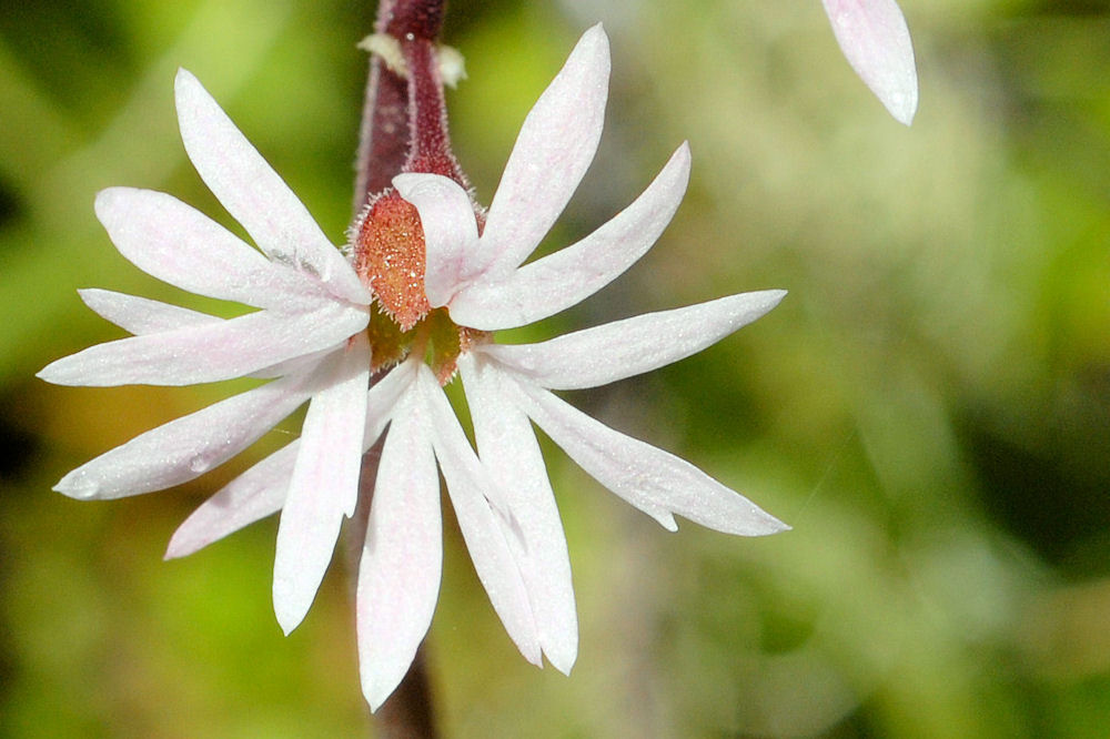  Slender Woodland Star