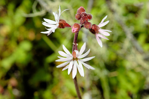  Slender Woodland Star