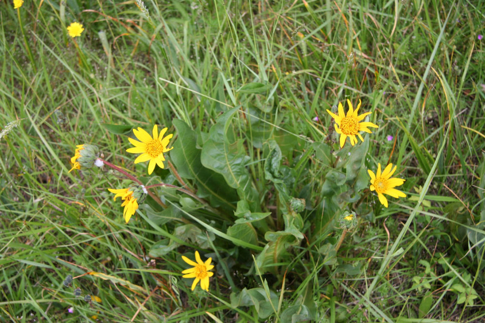 Narrowleaf Wyethia 