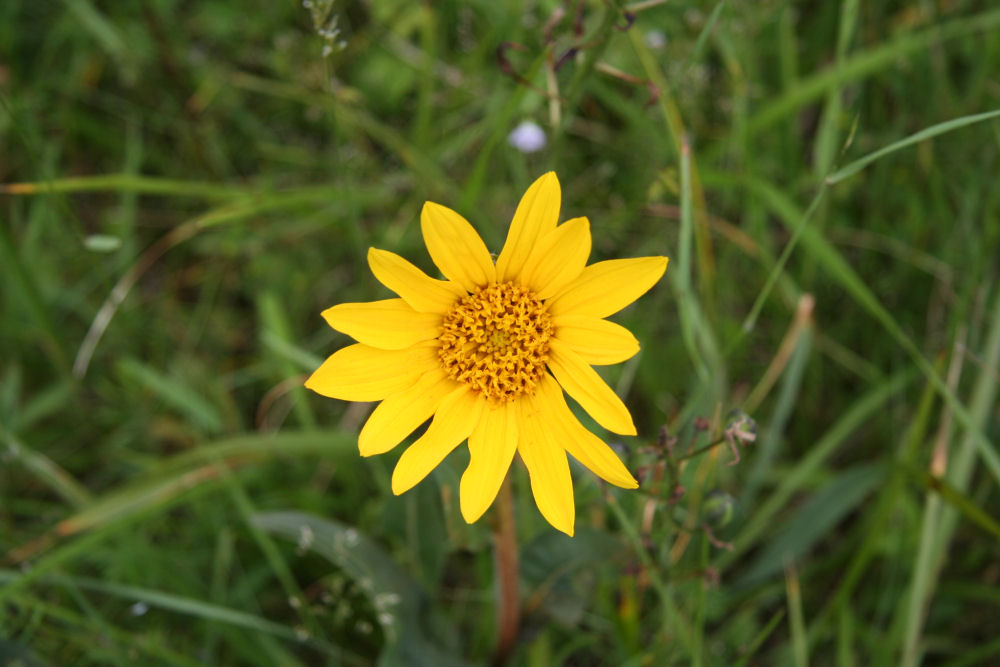 Narrowleaf Wyethia 