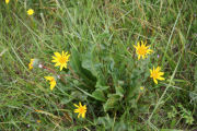 Wyethia, Narrowleaf