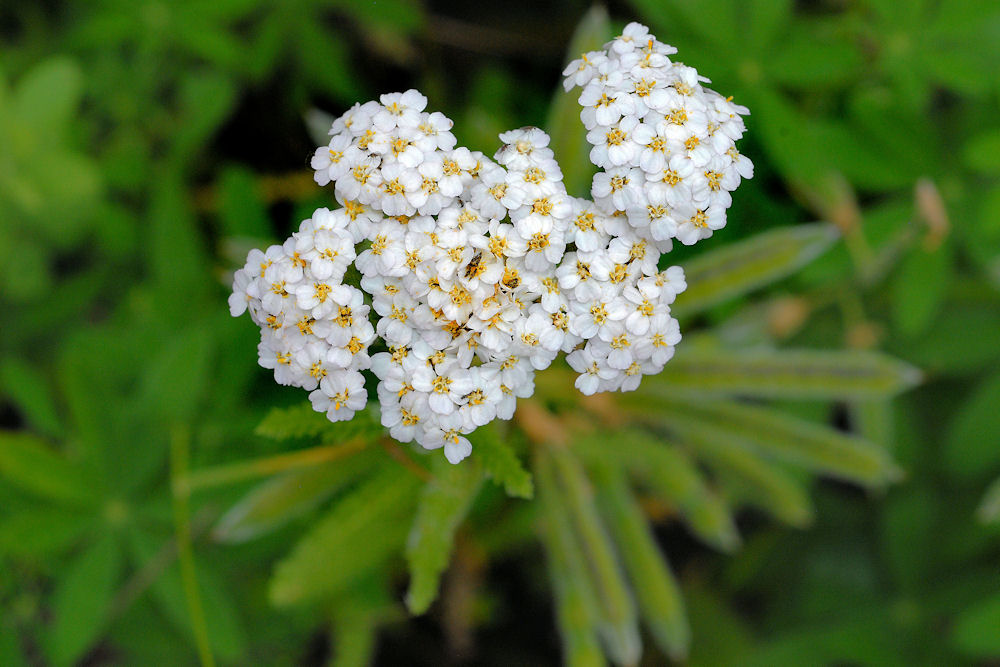 Yarrow 