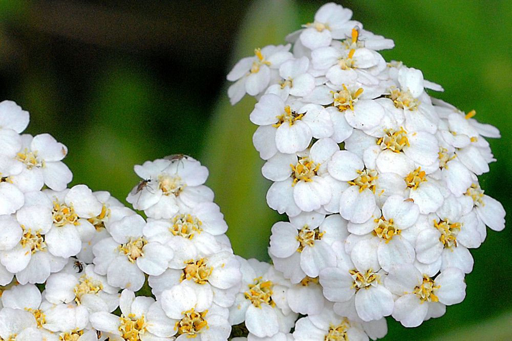 Yarrow 